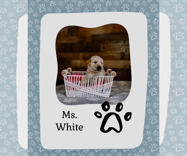 Medium Photo #1 Golden Retriever Puppy For Sale in VERONA, KY, USA