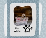 Puppy Ms White Golden Retriever