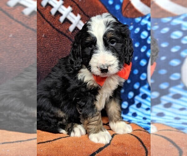 Medium Photo #2 Bernedoodle Puppy For Sale in LANCASTER, PA, USA