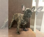 Small Photo #2 French Bulldog Puppy For Sale in DACULA, GA, USA