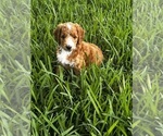 Puppy Curly Goldendoodle