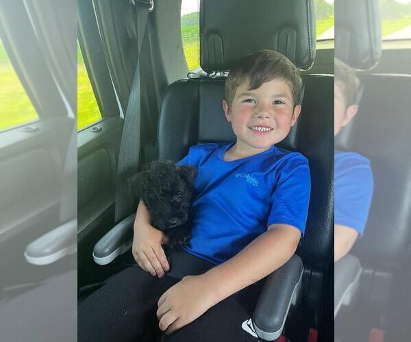 Medium Photo #1 Scottish Terrier Puppy For Sale in SHALLOTTE, NC, USA