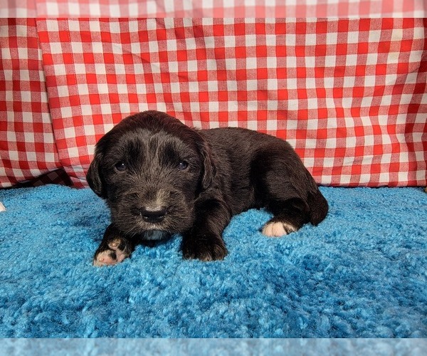 Medium Photo #43 Golden Mountain Dog Puppy For Sale in BLACK FOREST, CO, USA