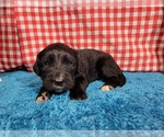 Small Photo #43 Golden Mountain Dog Puppy For Sale in BLACK FOREST, CO, USA