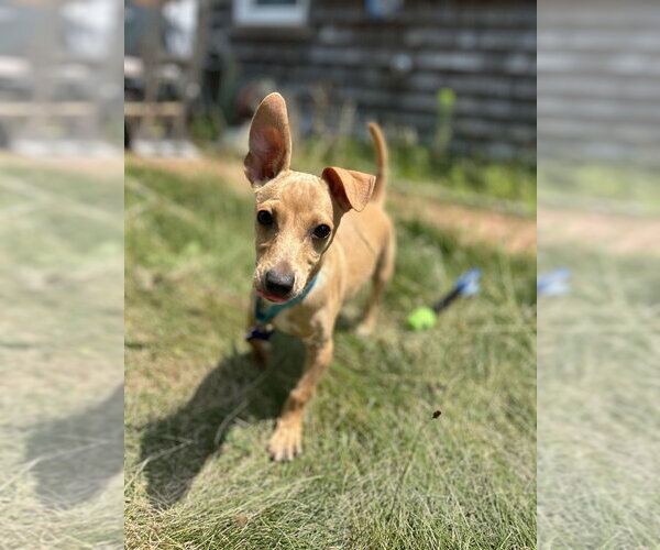 Medium Photo #7 Chihuahua-Unknown Mix Puppy For Sale in Oak Bluffs, MA, USA