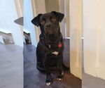 Small #8 Boxador