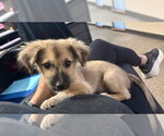 Small Dachshund Mix