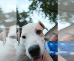 Small Photo #4 Mutt Puppy For Sale in Sandy, UT, USA