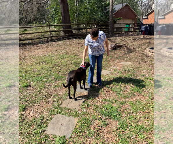 Medium Photo #4 American Staffordshire Terrier-Bullmastiff Mix Puppy For Sale in Holly Springs, NC, USA