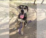 Zander - Male Mutt Dog for Adoption - Small photo