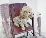 Small #5 Goldendoodle (Miniature)