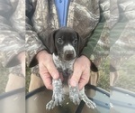 Small #19 German Shorthaired Pointer