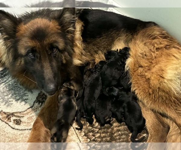 Medium Photo #2 German Shepherd Dog Puppy For Sale in NEWVILLE, PA, USA