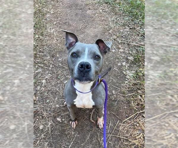 Medium Photo #1 American Pit Bull Terrier Puppy For Sale in Charlotte, NC, USA