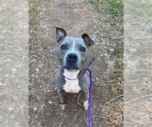 American Pit Bull Terrier Dogs for adoption in Charlotte, NC, USA