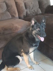 German Shepherd Dog Puppy for sale in CONYERS, GA, USA