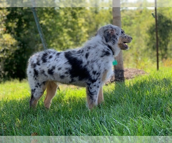 Medium Photo #3 Australian Shepherd Puppy For Sale in KANSAS CITY, MO, USA