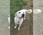 Small #1 Great Pyrenees Mix