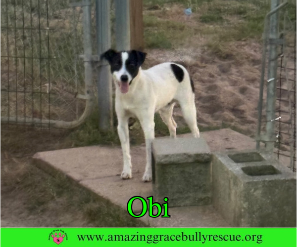 Medium Photo #19 Jack Russell Terrier-Unknown Mix Puppy For Sale in Milton, FL, USA