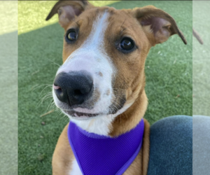 Labrador Retriever-Unknown Mix Dogs for adoption in Williamsburg, NM, USA