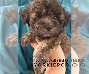 Poodle (Toy)-Yorkshire Terrier Mix Puppy for sale in KERRVILLE, TX, USA