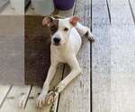 Small #3 Italian Greyhound Mix