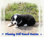 Image preview for Ad Listing. Nickname: Toll