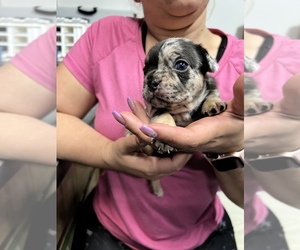 French Bulldog Puppy for sale in LOUISVILLE, KY, USA