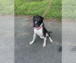 Small #3 Mutt