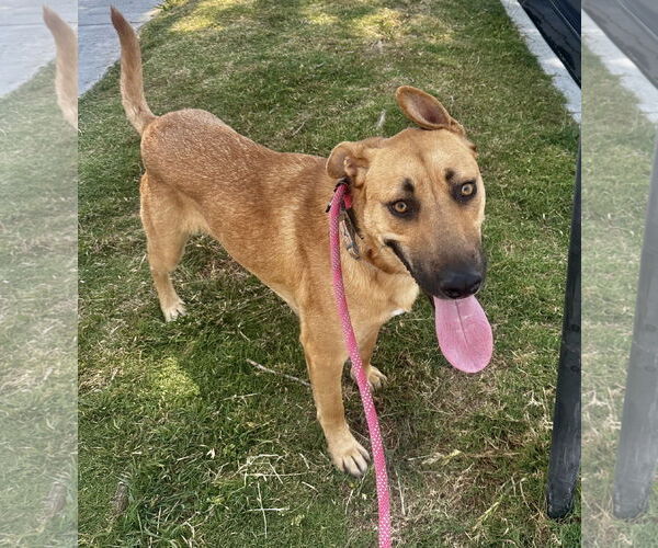 Medium Photo #1 Mutt Puppy For Sale in Newport Beach, CA, USA