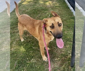 Mutt Dogs for adoption in Newport Beach, CA, USA