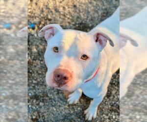 Mutt Dogs for adoption in Woodland, CA, USA