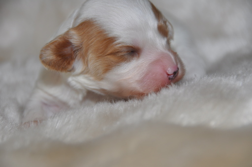 Medium Photo #2 Cavapoo Puppy For Sale in PHOENIX, AZ, USA