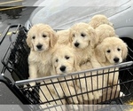 Small Photo #14 Goldendoodle Puppy For Sale in SOUTHBURY, CT, USA