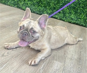 French Bulldog Puppy for sale in BEVERLY HILLS, CA, USA