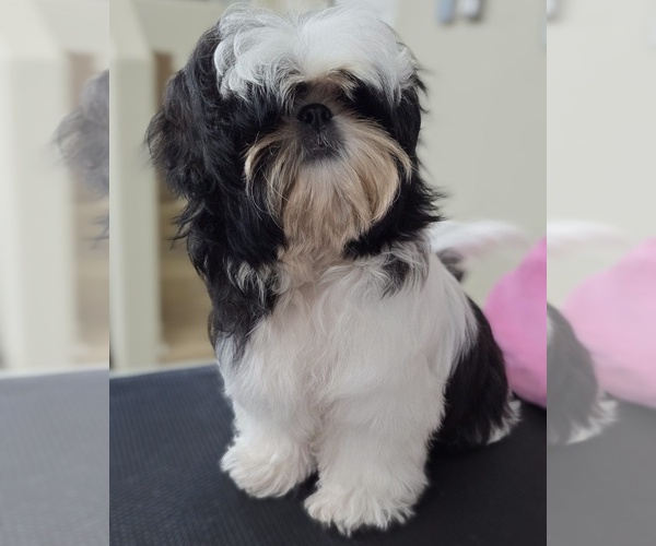 Medium Photo #5 Shih Tzu Puppy For Sale in MERRITT ISLAND, FL, USA