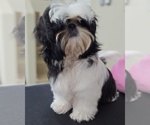 Small #4 Shih Tzu