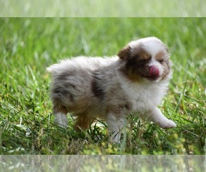 Miniature Australian Shepherd Puppy for sale in PALM COAST, FL, USA