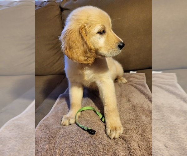 Medium Photo #1 Golden Retriever Puppy For Sale in CARLTON, GA, USA