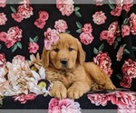 Small #5 Golden Retriever