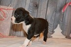 Small Photo #42 Boxer Puppy For Sale in CHILHOWEE, MO, USA