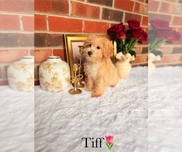 Medium Photo #10 Poo-Ton Puppy For Sale in MURFREESBORO, TN, USA
