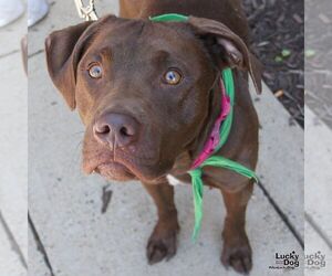 Labrador Retriever-Unknown Mix Dogs for adoption in Washington, DC, USA