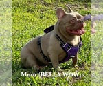 Small Photo #1 French Bulldog Puppy For Sale in CAPE CORAL, FL, USA