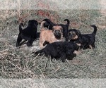 Small Photo #6 Shepadoodle Puppy For Sale in FOUNTAIN, CO, USA
