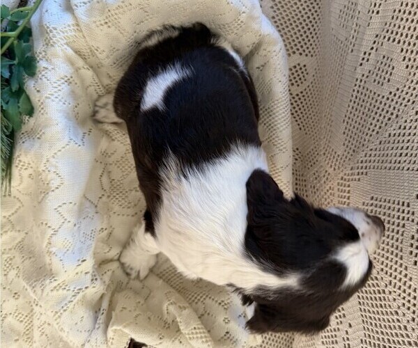 Medium Photo #5 English Springer Spaniel Puppy For Sale in OWEN, WI, USA