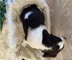 Small #4 English Springer Spaniel