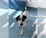 TOMATO - Female Mutt Dog for Adoption - Small photo