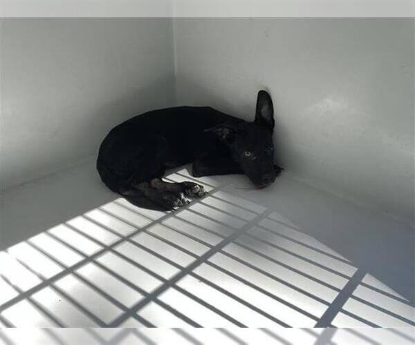 Medium Photo #1 German Shepherd Dog-Unknown Mix Puppy For Sale in Houston, TX, USA