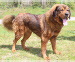Small #2 Tibetan Mastiff Mix
